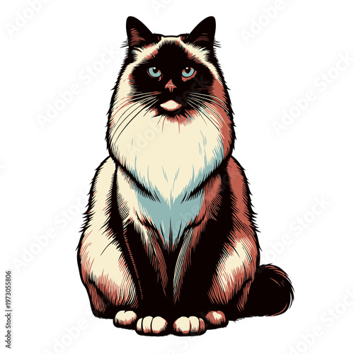 Birman cat vector and illustration.