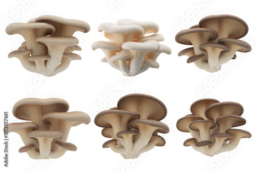 Oyster Mushroom Clusters - Isolated on White Background - Fresh Gourmet Fungi Collection Transparent Background