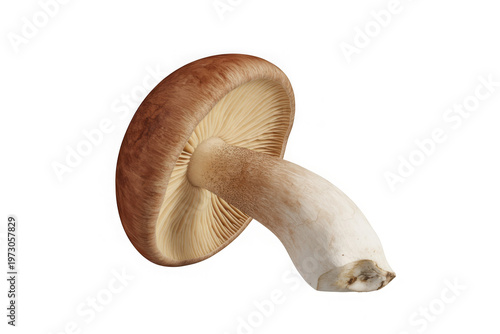Shiitake Mushroom Isolated on White Background - Realistic 3D Render for Food and Health Concepts Transparent Background