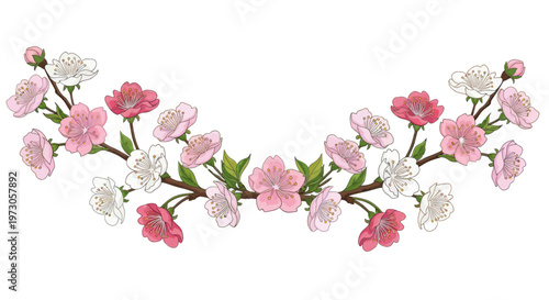 Delicate pink and white blossoms adorning curving branches, framed against a white background