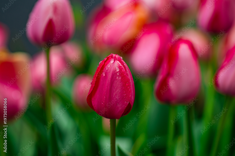 Fototapeta premium Bud tulip colorful flower field scene. Bud tulip floral spring landscape. Bud tulips in springtime. Bright spring bud tulip scene.