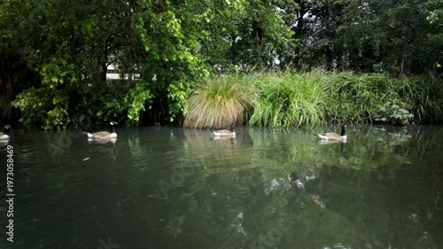 Geese Swimming Along Canal In Green Park