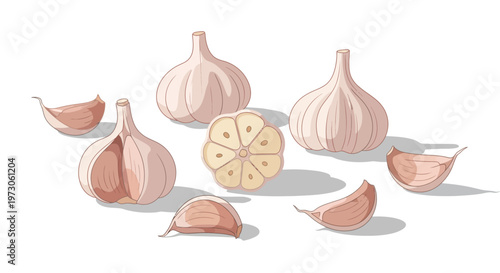 Group of garlic bulbs and cloves on a white background