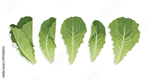 Fresh green lettuce leaves arranged in a row