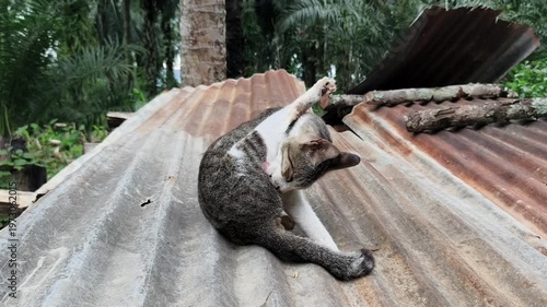 A white domestic cat, grooming itself while sitting on a rusty corrugated metal roof. 