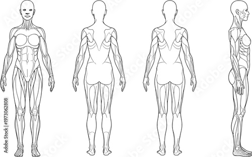 Detailed Female Human Anatomy Vector Illustration Featuring Muscular System Structure with Front Back and Side View for Medical Study and Scientific Artistic Reference.