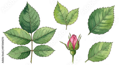 Various Green Rose Leaves and a Single Pink Rose Bud Isolated On transparent Background