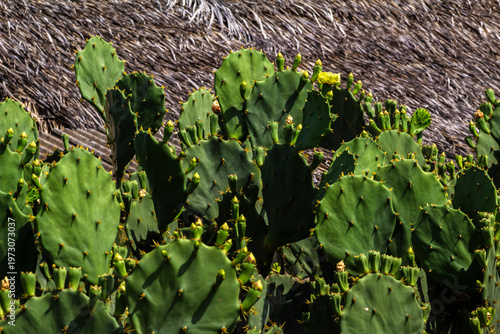 Wallpaper Mural Prickly Pear Cactus in Rural Semi-Arid Brazil with Thatched Roof Background. Torontodigital.ca