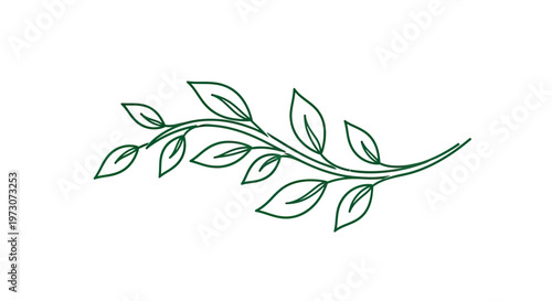 Delicate dark green vine with sparse leaves, flowing to the right