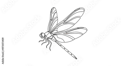 A detailed line drawing shows a dragonfly with intricate wing patterns and segmented body