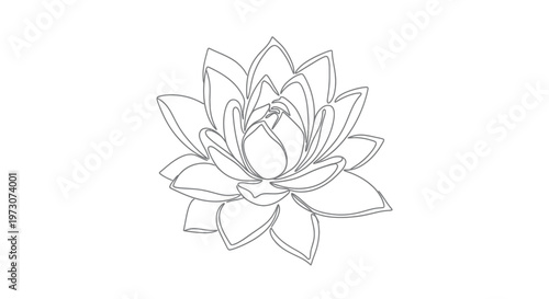 Delicate grey outline of a blooming lotus flower against a white background