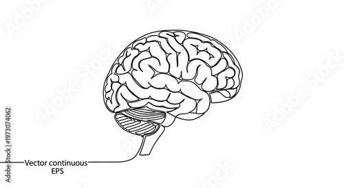 Anatomical illustration of the human brain, rendered as a continuous black outline