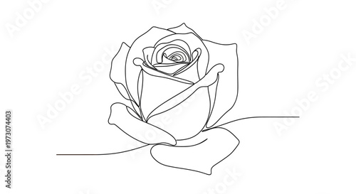 Delicate single-line drawing of a rose in bloom against a white background