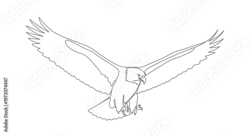 Gray line drawing of a raptor in flight, wings spread