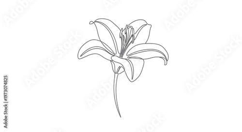 Elegant single line drawing of a detailed lily flower