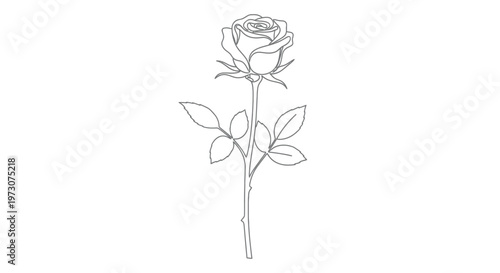 Delicate line drawing of a single rose with stem and leaves