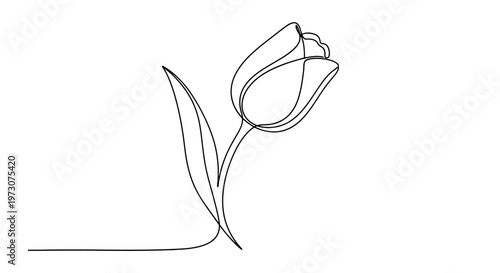 A single black line drawing of a tulip with a leaf on a white background
