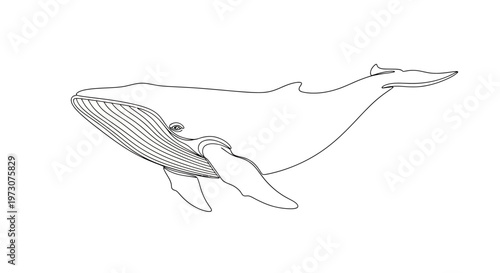 Minimalist outline of a large whale with detailed ventral grooves