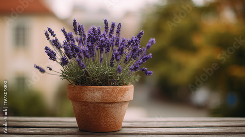 lavender flowers in a pot