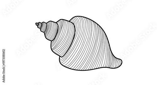 Hand drawn illustration of spiral seashell featuring detailed line art and intricate texture isolated on a white background for coloring.