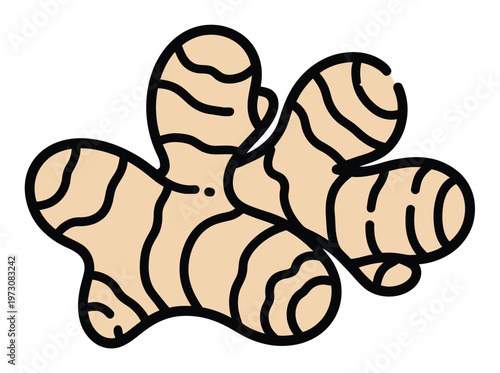 Ginger Root Vector Illustration