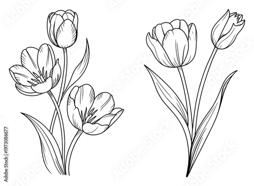 Tulip Flowers Line Art Vector Illustration
