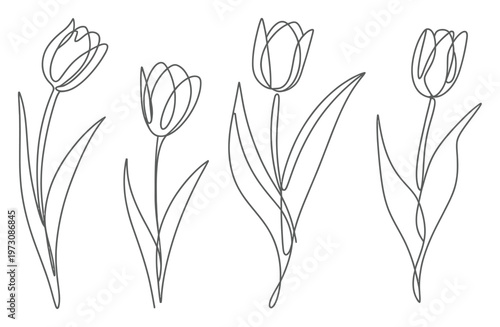 Tulip Flowers Line Art Vector Illustration