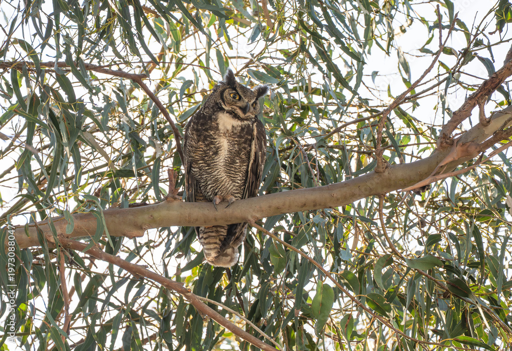 Fototapeta premium Great horned owl perched on a tree branch