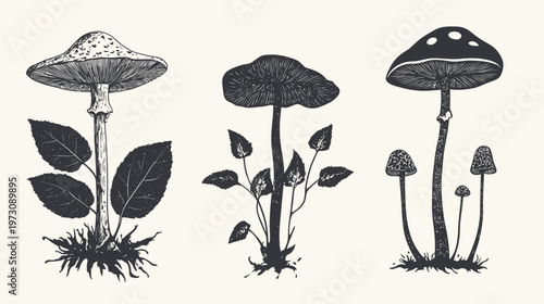 A grayscale botanical illustration showcasing three distinct mushroom specimens