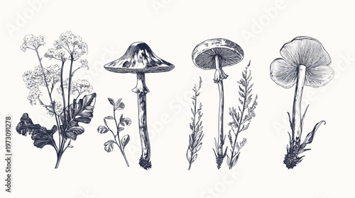 Monochrome illustration of wild plants, featuring mushrooms, wildflowers, and foliage