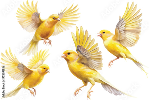 set of Watercolor Canary, Bright Yellow Pet Bird Art, vector illustration isolated on white background