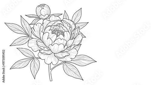 Detailed black and white sketch of a blooming peony flower with lush petals and leaves on a plain white background.
