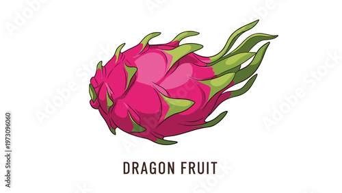 Vibrant dragon fruit illustration showing the pink skin and green scales with the name dragon fruit written below.