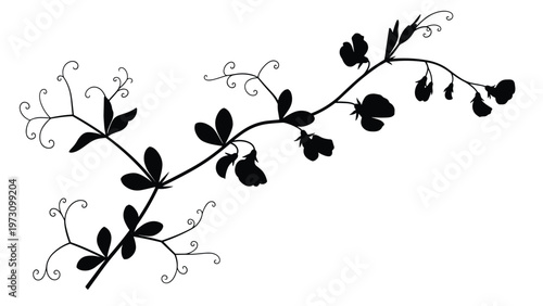Black silhouette of a sweet pea plant with delicate flowers and curly tendrils isolated on a white background, botanical floral vector.