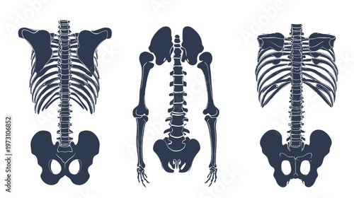 Artistic depiction of a human skeleton, frontal and angled views, in dark blue