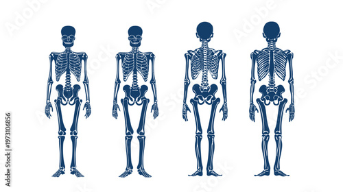 Four stylized human skeleton illustrations in navy blue, showcasing frontal and rear views