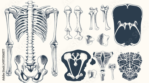 Monochrome illustration of human skeletal anatomy, depicting various bones and skeletal structures