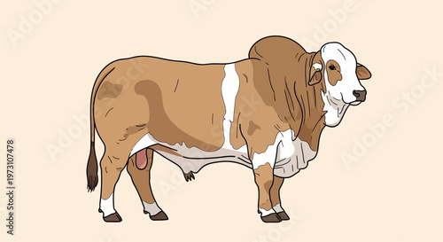 Illustration of a Brahaman bull with its characteristic hump and dewlap