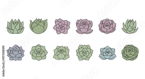 A collection of various succulents and flowers on display