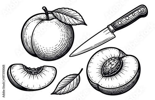 Hand drawn line art fruit set featuring whole, halved, and sliced peaches with a leaf and a kitchen knife for food preparation design