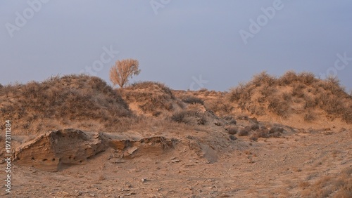 Sand dunes covered with saxaul (Haloxylon) early spring view. Kazakhstan.. R-21 highway. Almaty region. Bodokhudzir. 