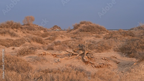 Sand dunes covered with saxaul (Haloxylon) early spring view. Kazakhstan.. R-21 highway. Almaty region. Bodokhudzir. 