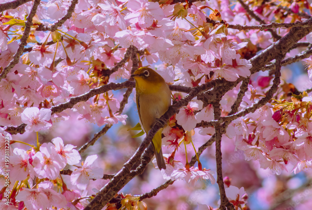 Fototapeta premium 青空に映える河津桜とメジロ