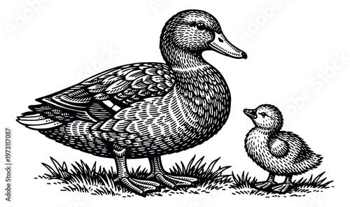 Hand drawn illustration of a mother duck and her duckling depicting them standing together on grass for a nature or animal-themed project