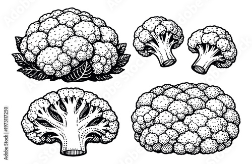 Hand drawn line art cauliflower set featuring whole and cut elements for culinary projects