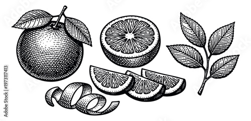 Hand drawn line art citrus set featuring a whole orange, half, slices, peel, and leaves for food and beverage concepts