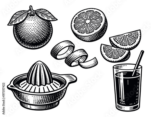 Vintage hand drawn line art citrus set featuring whole and sliced fruit, reamer, peel, and juice for healthy beverages