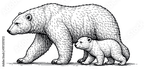 Hand drawn line art illustration of a polar bear and its cub depicting them walking for wildlife and family concepts