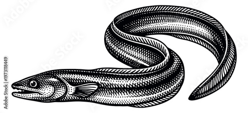 Engraved illustration of an eel depicting a marine creature for seafood design