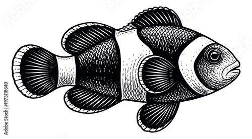 Hand drawn line art illustration of a clownfish depicting a tropical sea creature for aquatic designs